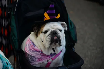 DSC_0414 (Large).JPG